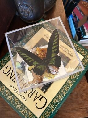 Vintage Preserved Butterfly Taxidermy Display with Dried Florals